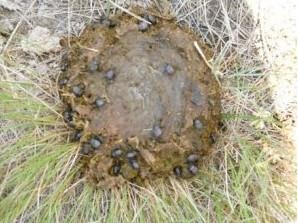 Promoting Dung Beetles on the Range
